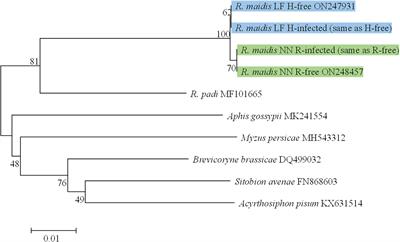 Secondary symbionts affect aphid fitness and the titer of primary symbiont